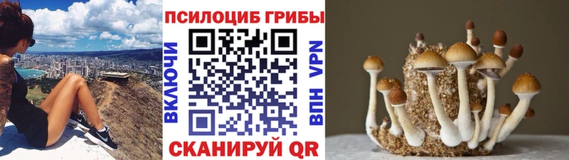 Купить закладки  Михайловск  Псилоцибиновые грибы прущие грибы 